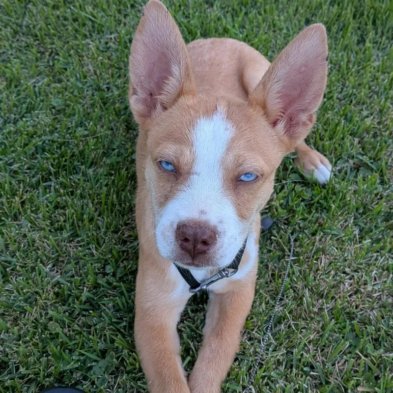 A baby small-sized female Yellow / Tan / Blond / Fawn Mixed Breed dog named Penelope for adoption in Washington Township, OH