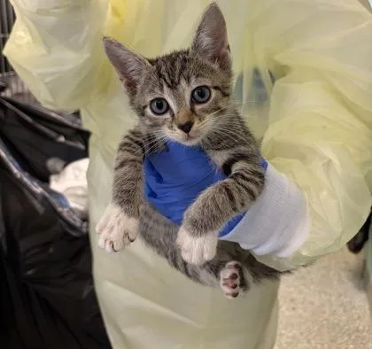 A baby small-sized male Domestic Short Hair cat named Ziti for adoption in Washington, DC