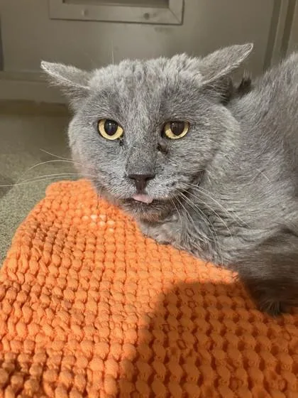 A senior small-sized male Domestic Medium Hair cat named Wren for adoption in Longmont, CO