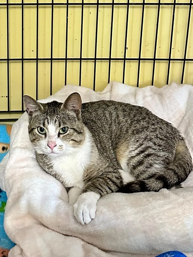 A young medium-sized male Domestic Short Hair cat named Flint for adoption in Rice Lake, WI