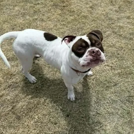 An adult medium-sized male Bicolor American Bulldog dog named Boston for adoption in Lenexa, KS