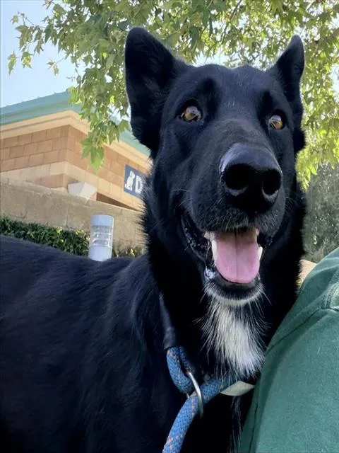 An adult large-sized female German Shepherd Dog dog named Jewelz for adoption in Riverside, CA