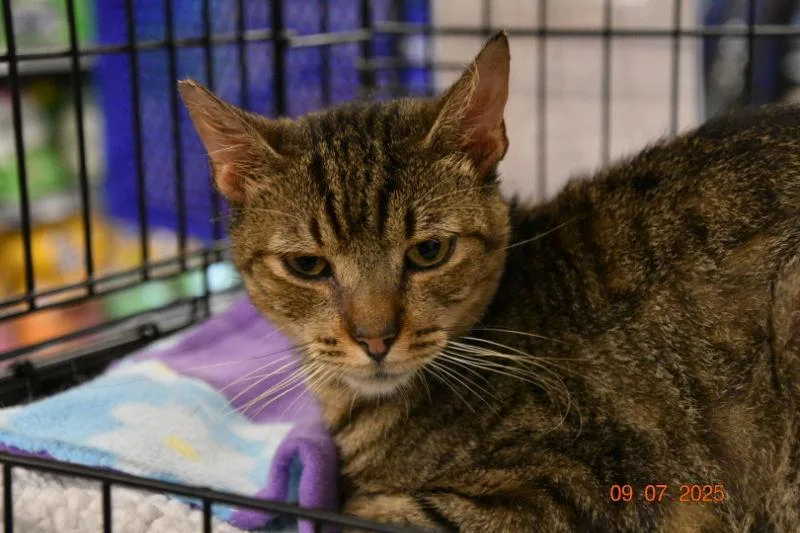 A young medium-sized male American Shorthair cat named Baby Tabby for adoption in Naples, FL