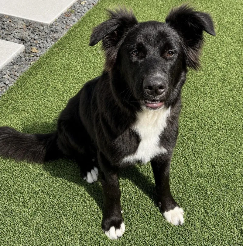 A young large-sized male Black Border Collie dog named Benny for adoption in Mead, CO