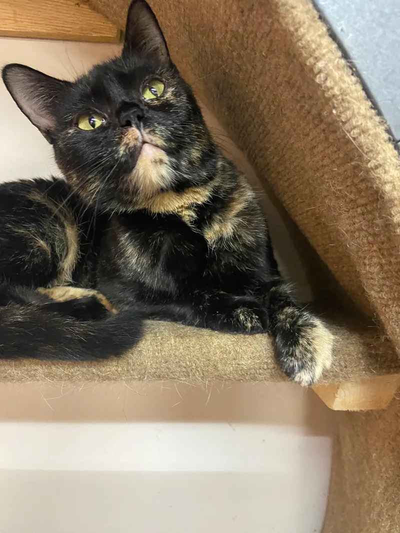 A young medium-sized female Tortoiseshell cat named Tori for adoption in Peru, IN