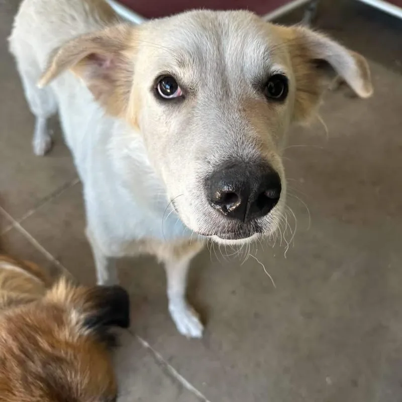 An adult large-sized female White / Cream Anatolian Shepherd dog named Pixel for adoption in Pacific, MO