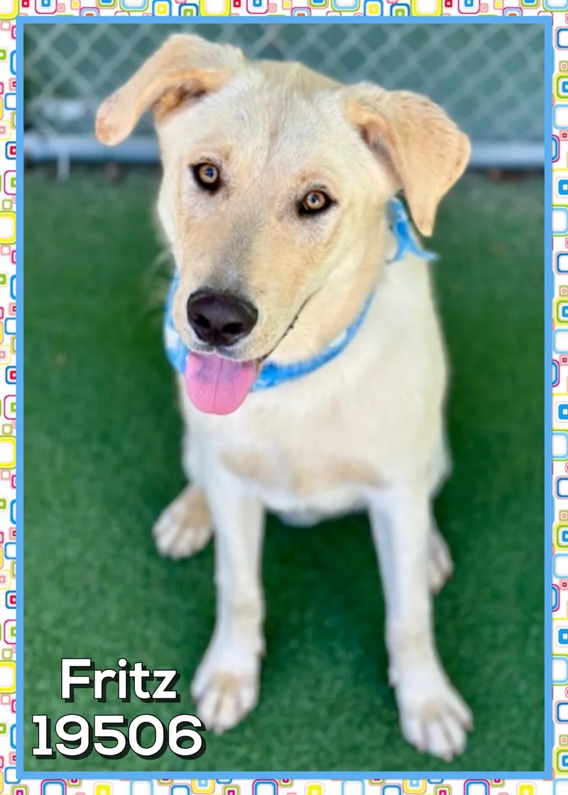 A young large-sized male Yellow / Tan / Blond / Fawn Yellow Labrador Retriever dog named Fritz for adoption in Marietta, GA