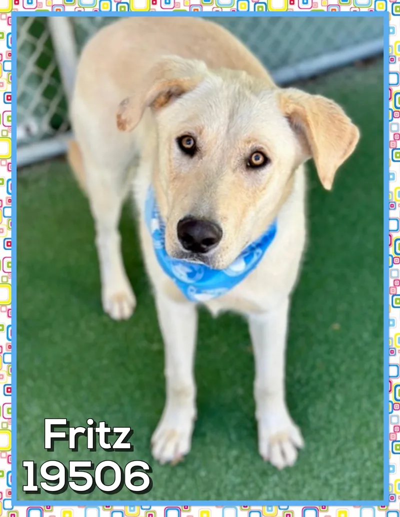 Fritz thumbnail 3