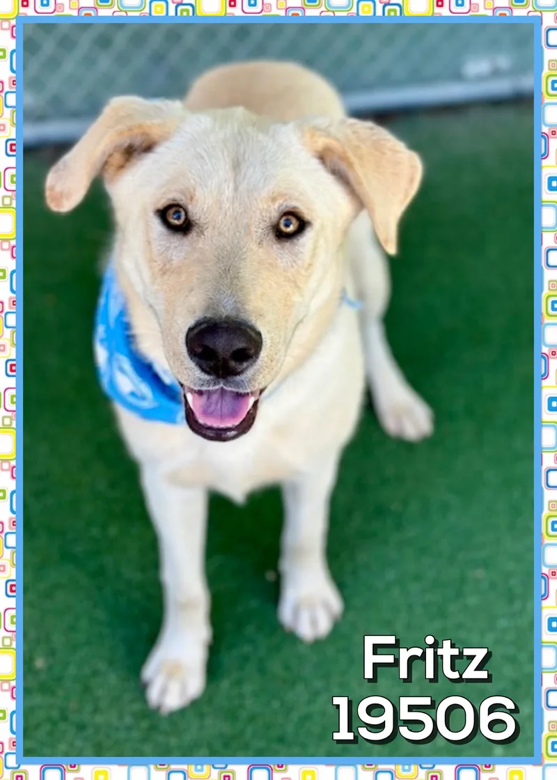 Fritz thumbnail 5