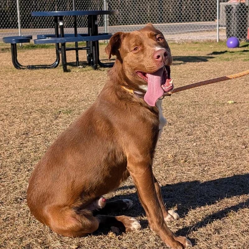 An adult medium-sized male Brown / Chocolate Mixed Breed dog named Fox for adoption in Cranston, RI