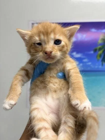 A young small-sized female Domestic Short Hair cat named B Cinnamon for adoption in North Charleston, SC