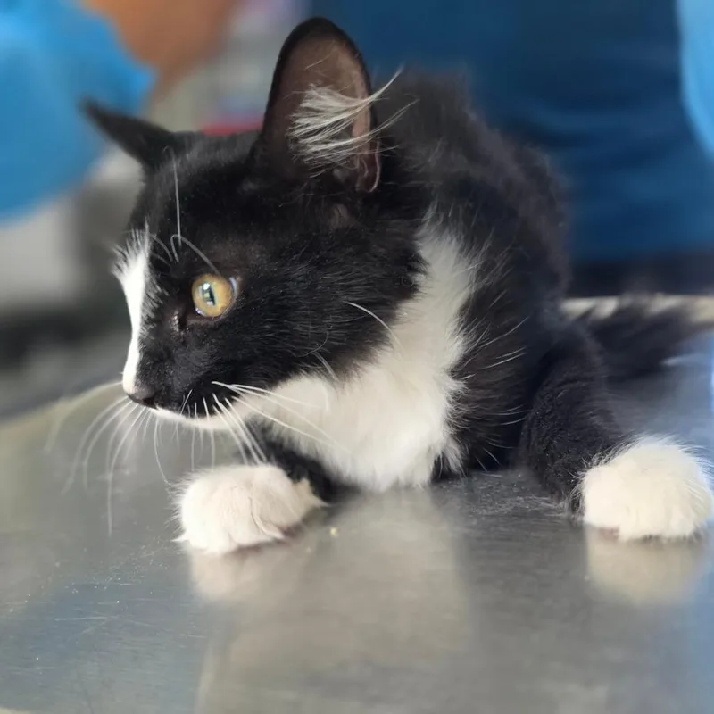 A baby small-sized male Black Domestic Medium Hair cat named Ciggy for adoption in Chapel Hill, NC