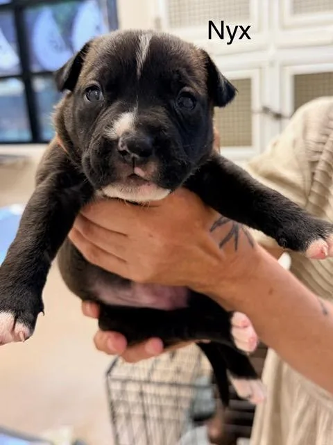 A baby medium-sized female Labrador Retriever dog named Nyx for adoption in Madison, GA