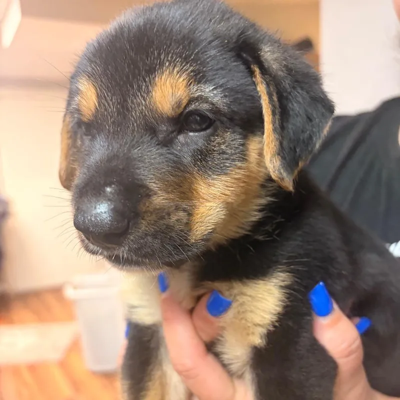 A baby medium-sized male Black Patterdale Terrier / Fell Terrier dog named Mahomes for adoption in Chillicothe, IL