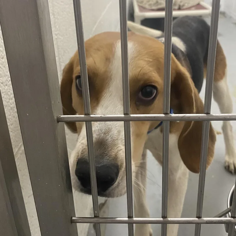 An adult medium-sized male Hound dog named Chowder for adoption in Troy, VA