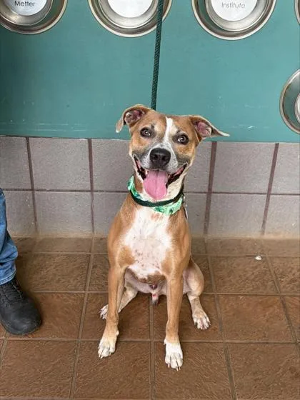 An adult medium-sized male Pit Bull Terrier dog named Oberon for adoption in Honolulu, HI