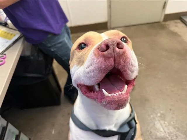A young large-sized male Pit Bull Terrier dog named Meatball for adoption in Tucson, AZ