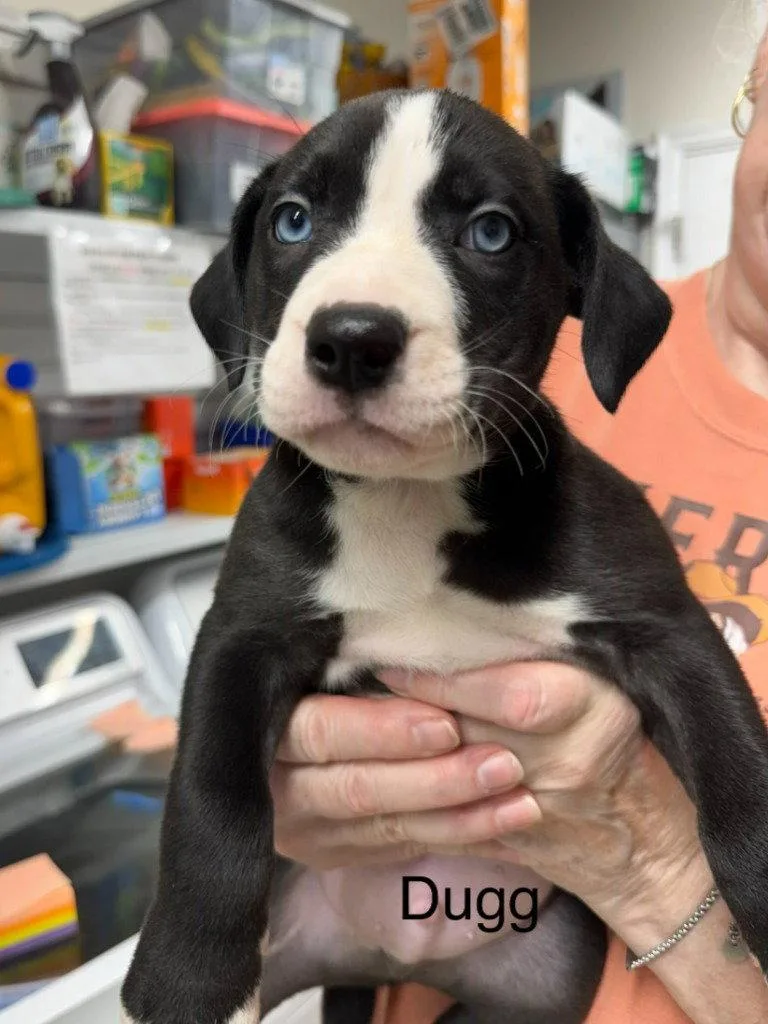 Dugg