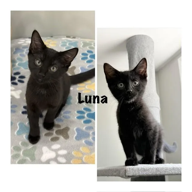 A baby small-sized female Domestic Short Hair cat named Luna for adoption in Westminster, MD