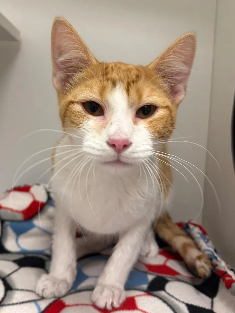 A young medium-sized male Domestic Short Hair cat named Ron for adoption in Frankfort, KY