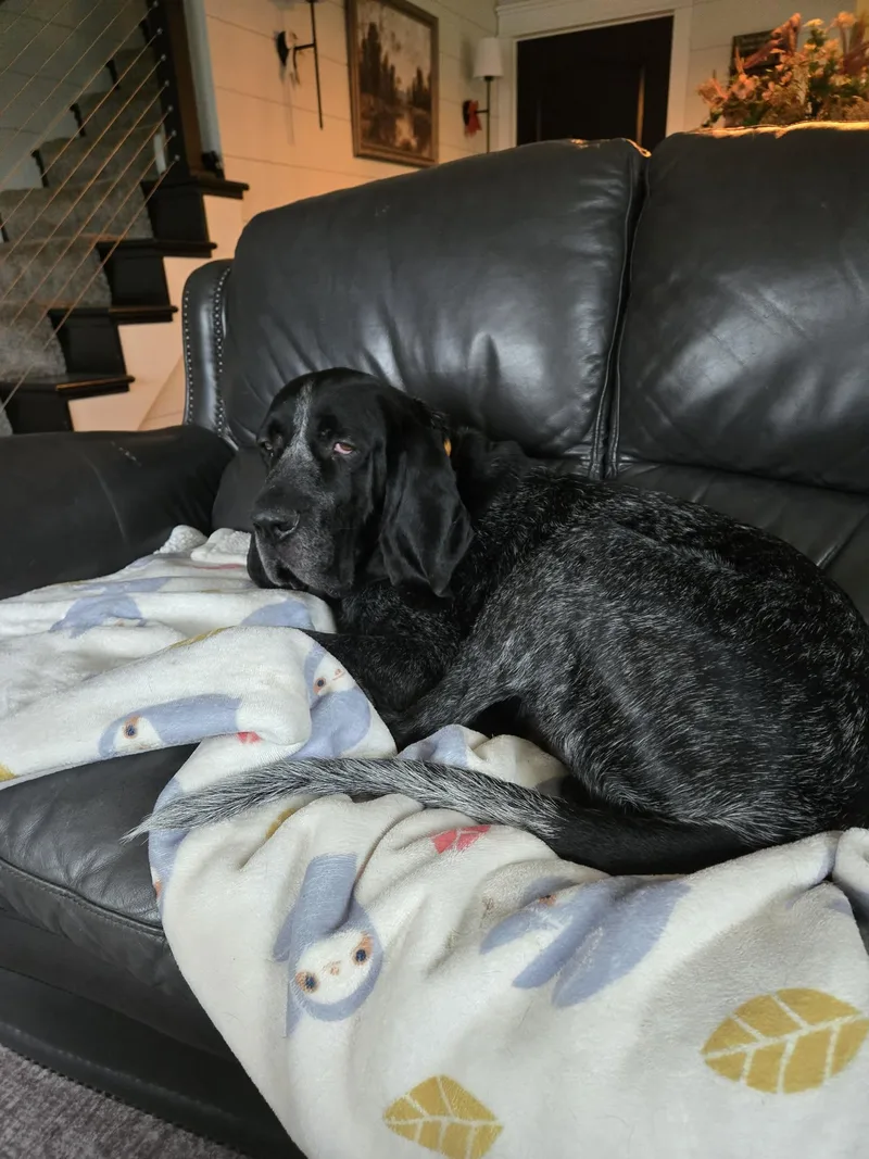 An adult large-sized male Bluetick Coonhound dog named Blue for adoption in Knox, IN