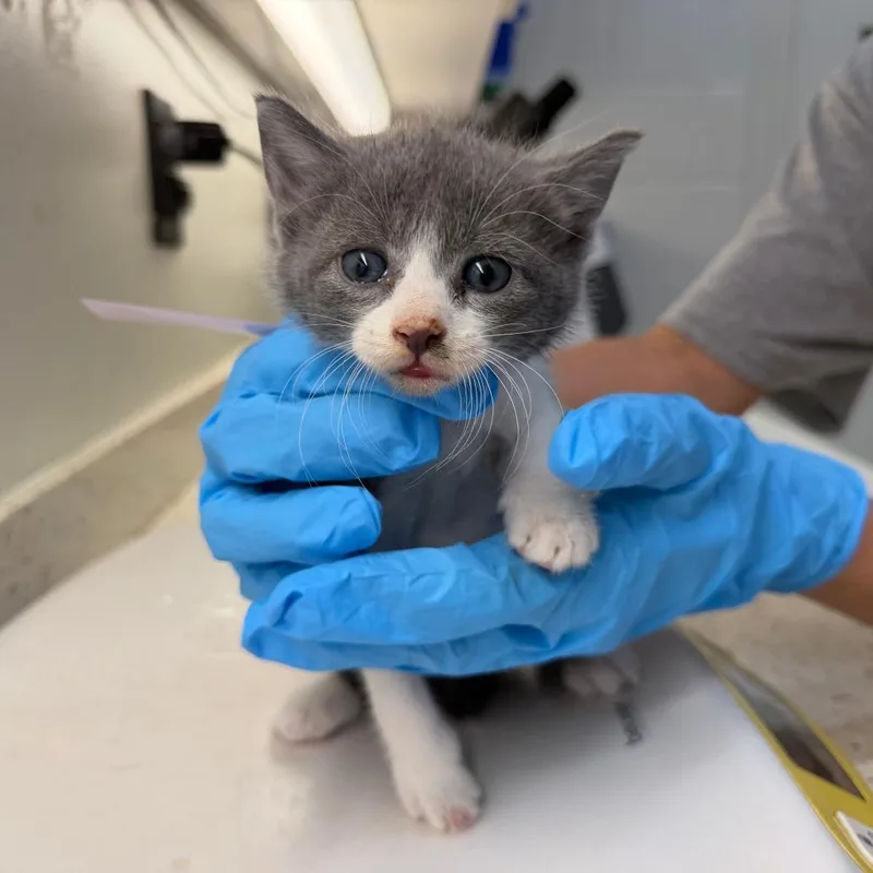 A baby small-sized female Gray / Blue / Silver Domestic Short Hair cat named Squirtle for adoption in Auburn, AL