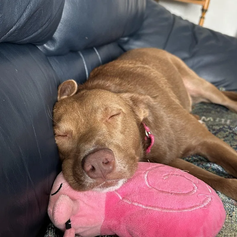 Amber Fs thumbnail 3