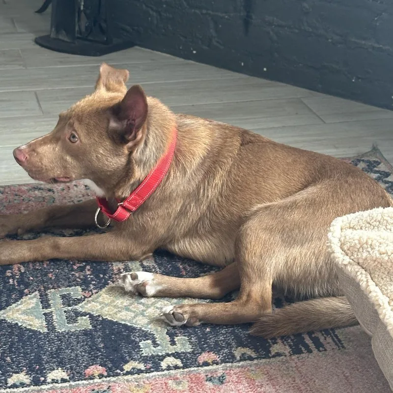 Amber Fs thumbnail 5