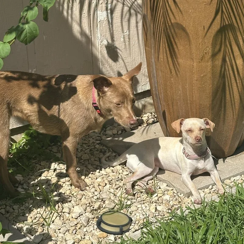 Amber Fs thumbnail 6