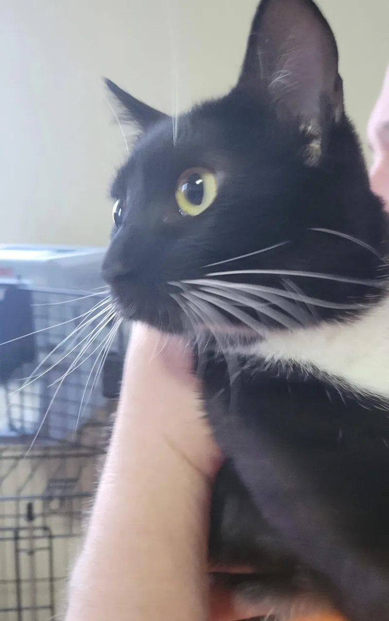 A young medium-sized female Black & White / Tuxedo Domestic Short Hair cat named Zue Zue for adoption in Raymond, WA