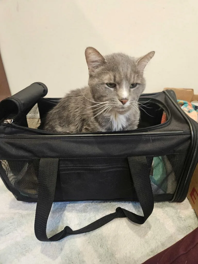 An adult medium-sized male Gray & White Domestic Medium Hair cat named Ted for adoption in Chicago, IL