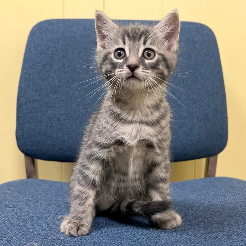 A baby medium-sized male Domestic Short Hair cat named Pie for adoption in Olean, NY