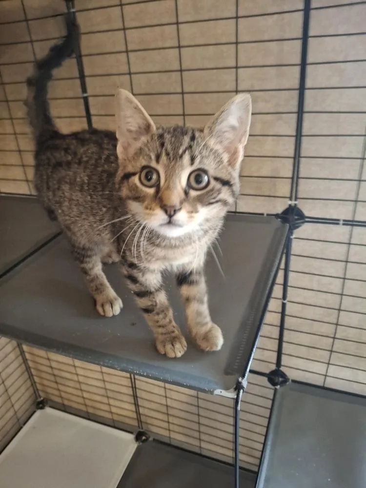 A baby small-sized male Domestic Short Hair cat named Jangels R. for adoption in Peoria, IL