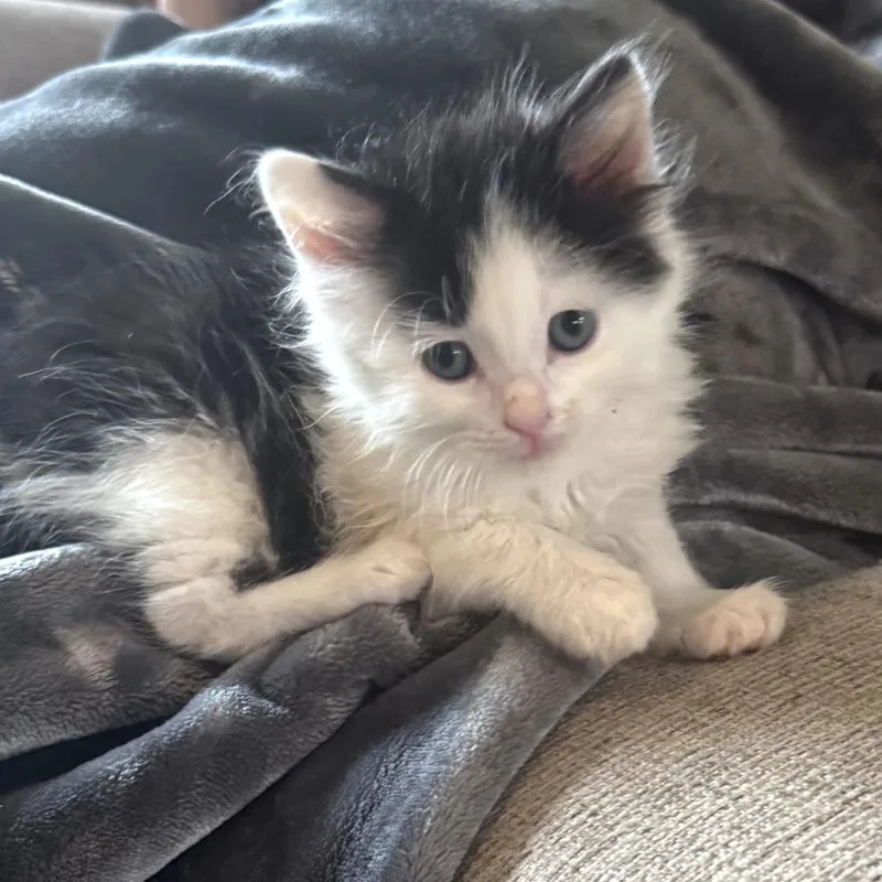 A baby small-sized female Buff / Tan / Fawn Domestic Short Hair cat named Bessie for adoption in Wind Gap, PA