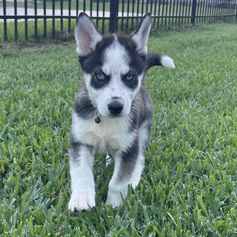 A baby large-sized female White / Cream Husky dog named Charity for adoption in Manvel, TX