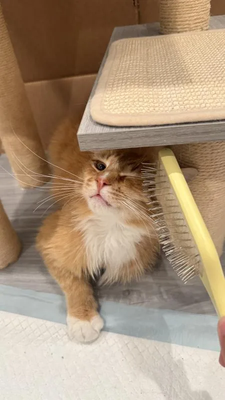 A young small-sized male Orange & White Domestic Long Hair cat named Juju for adoption in Sunnyvale, CA