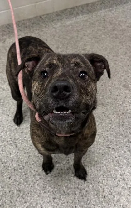 An adult large-sized male Black Mixed Breed dog named Chett for adoption in Kansas City, MO