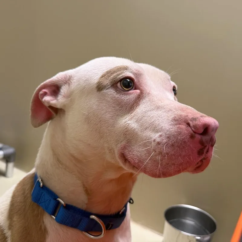 An adult medium-sized male White / Cream Mixed Breed dog named Juniper for adoption in Philadelphia, PA