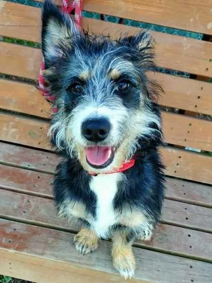 A young small-sized male Black Wire Fox Terrier dog named Keebler for adoption in Williamsport, PA