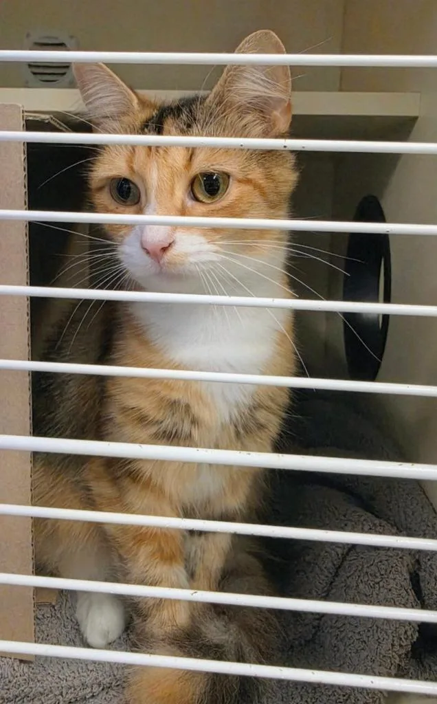 A young medium-sized female Domestic Short Hair cat named Simone for adoption in Bloomington, IN