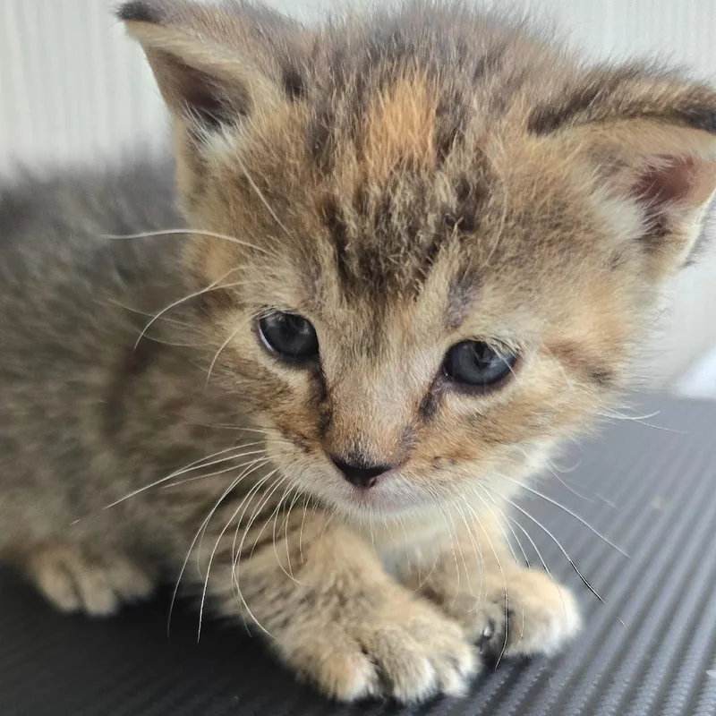 A baby small-sized female Torbie Domestic Short Hair cat named Mopkin for adoption in East Hanover, NJ