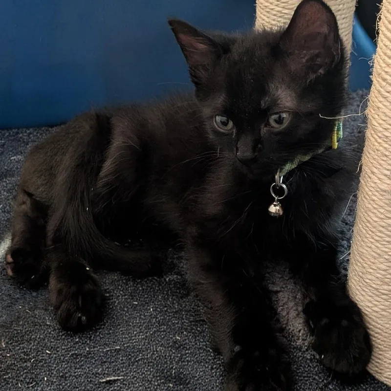 A baby small-sized male Black Domestic Short Hair cat named Mario for adoption in Fairfax, VA