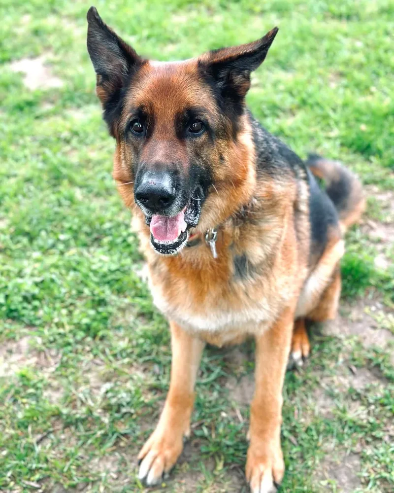 Big Boy Buddy