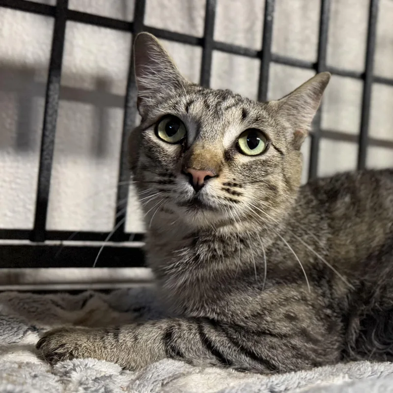 An adult medium-sized female Domestic Short Hair cat named Snookie for adoption in Pocatello, ID