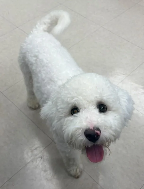 A young medium-sized male White / Cream Miniature Poodle dog named Zigzag for adoption in Katy, TX