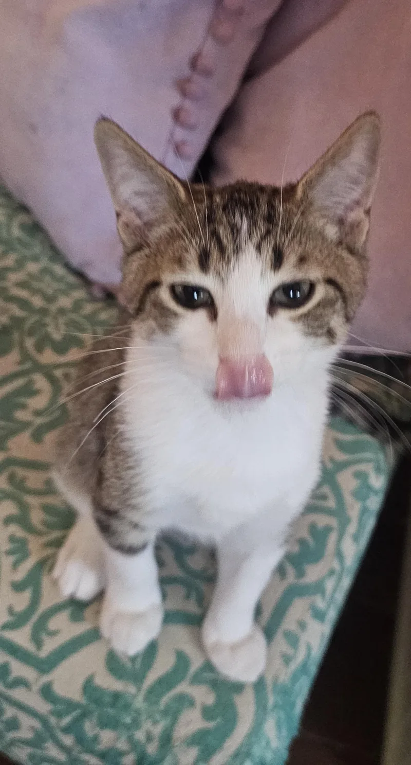 A baby small-sized male Brown / Chocolate Domestic Short Hair cat named Colin Gaelic for adoption in Chandler, AZ