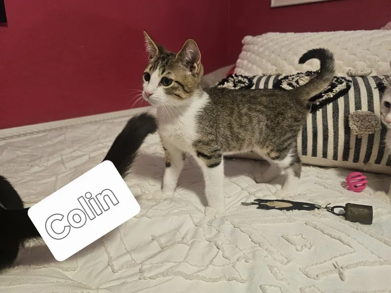 Colin Gaelic thumbnail 3