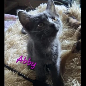 A baby small-sized female Domestic Short Hair cat named Abby for adoption in Prescott, AZ