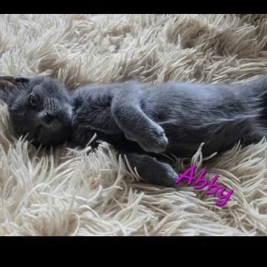 Abby thumbnail 3