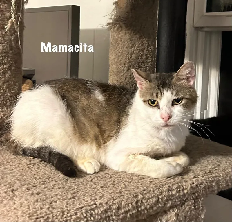 An adult large-sized female Domestic Short Hair cat named Mamacita for adoption in Windsor, CT